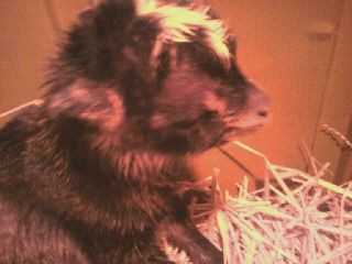 Latte and Toby's babies.... - Goats