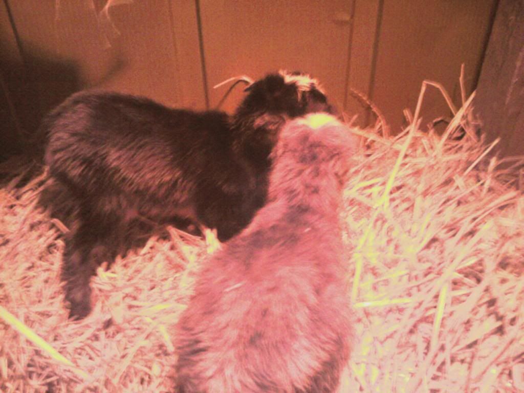 Latte and Toby's babies.... - Goats