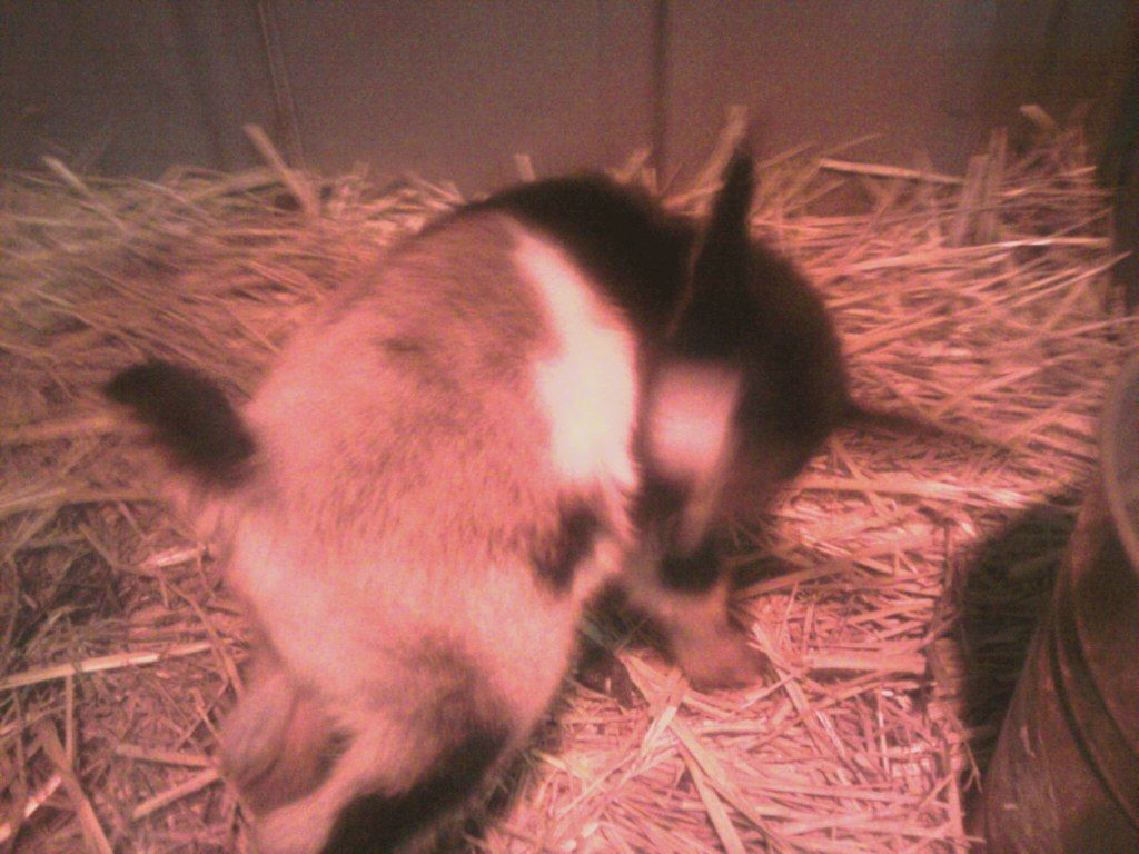 babies born on Friday - Goats