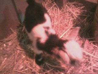 babies born on Friday - Goats