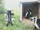 I got babies..... - Goats