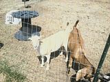 Pics of new girl and new toy... - Goats