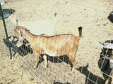 Pics of new girl and new toy... - Goats