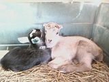I got babies..... - Goats