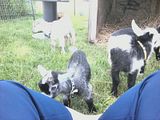 I got babies..... - Goats