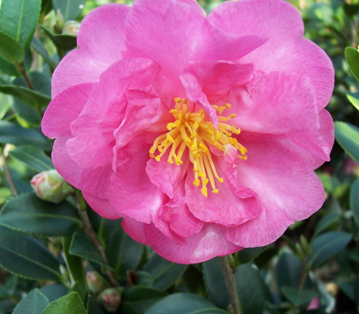 Bob Wines Camellia Gardens 18-30" Camellia Sasanqua Stephanie Golden | eBay