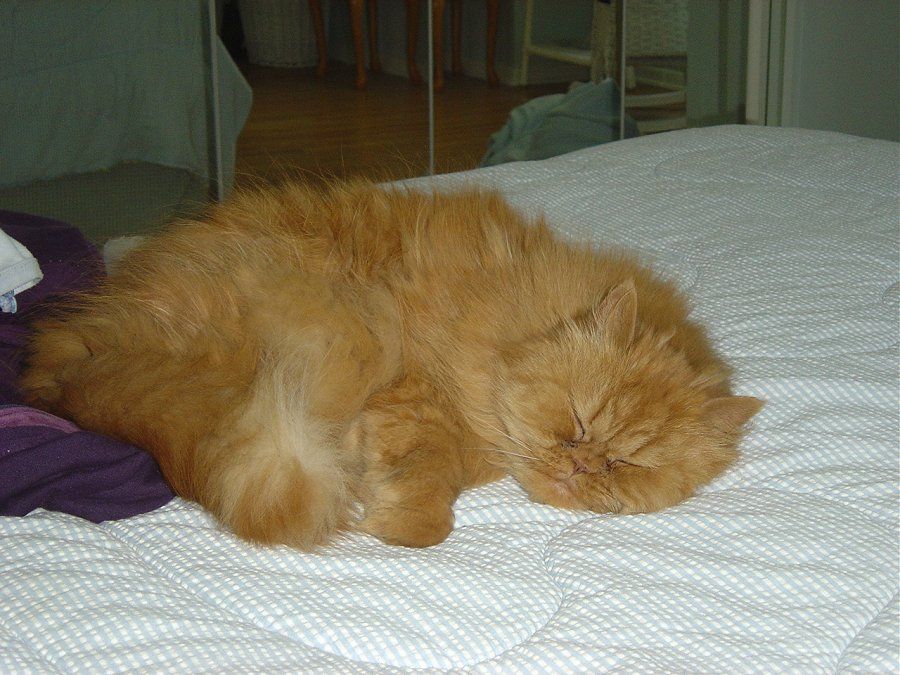 Persian Long Haired Cats Lion Cut Corvetteforum Chevrolet