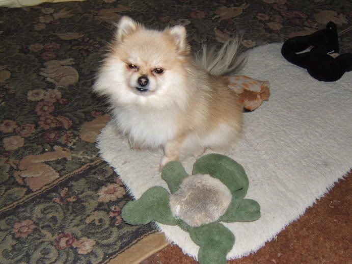 I think my dog is possessed Puppy Forum and Dog Forums