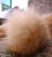 Mudreg's tail with thick furr