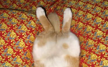 Pretending as a rabbit