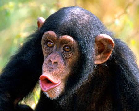 chimpanzeeB.jpg