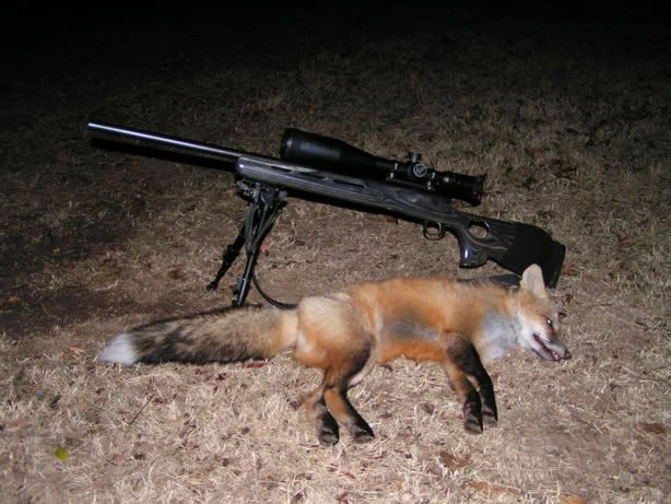 fox.jpg