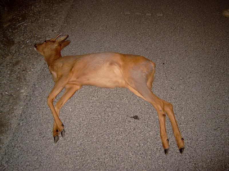 Daadyr.jpg?t=1222721293