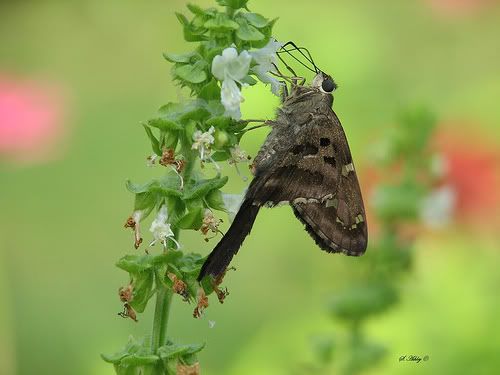 Butterfly by Shirley/Blue Eyes5