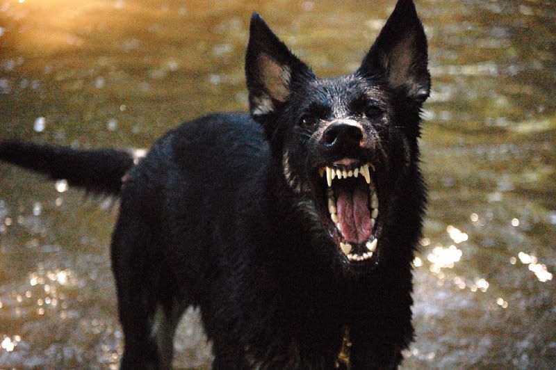 My what beautiful teeth! - German Shepherd Dog Forums