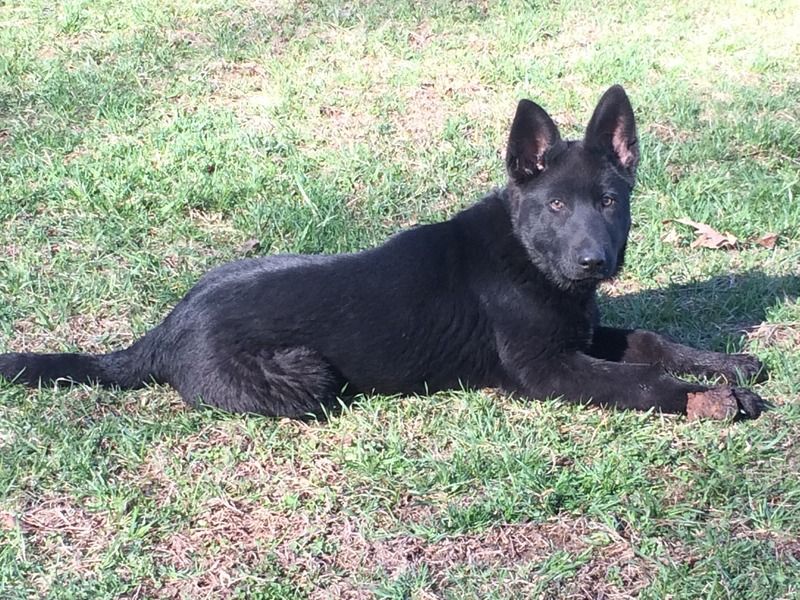 how old is 17 weeks for a dog