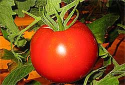 Red tomato chutney recipes