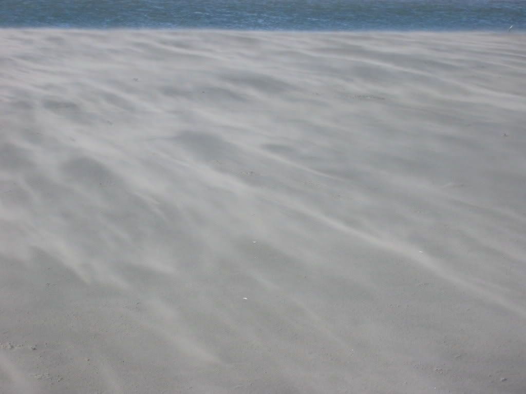 Windswept beach