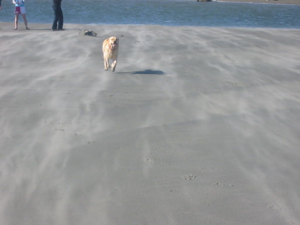 Windswept beach & dog