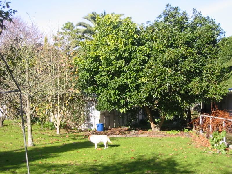 The Dog, the avocado tree & the tackroom