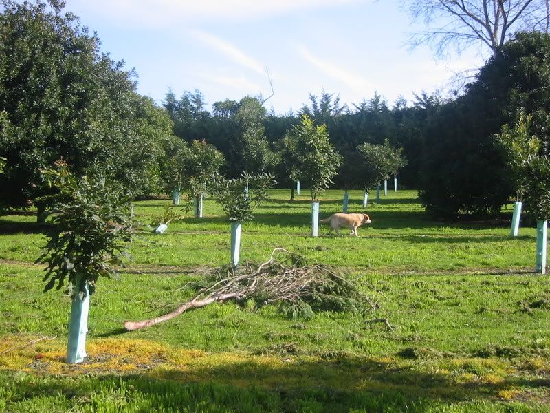 Storm damage