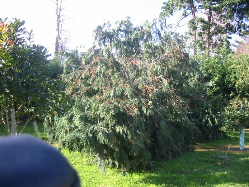 Storm damage