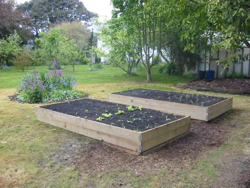 Raised bed #1