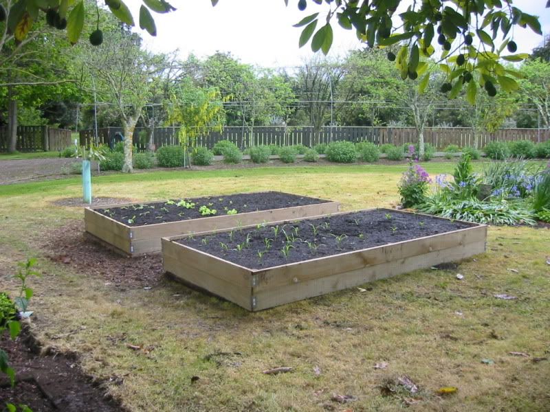 Raised bed #2