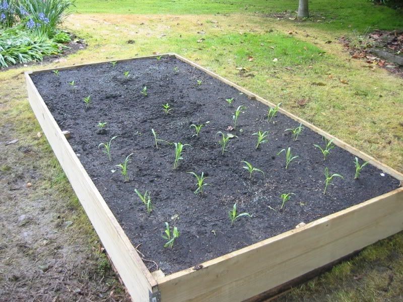 Raised bed #3