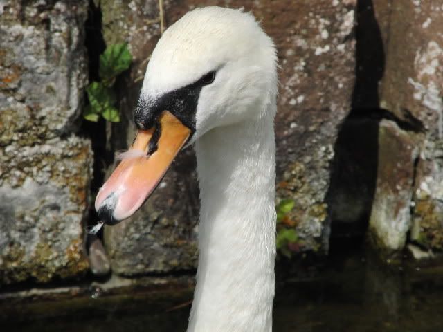 Swan has stuff up it's nose