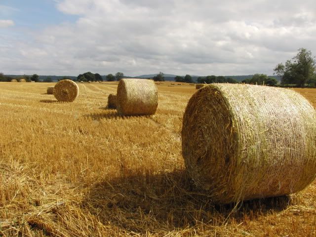 Can't..resist..haybales