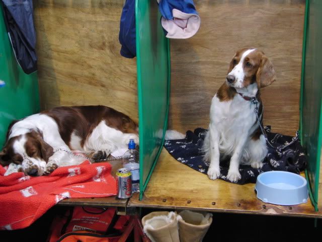Life for a show dog