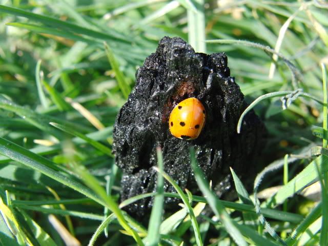 Ladybirds all over the park