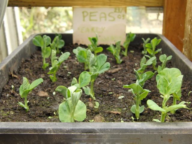 One lot of peas