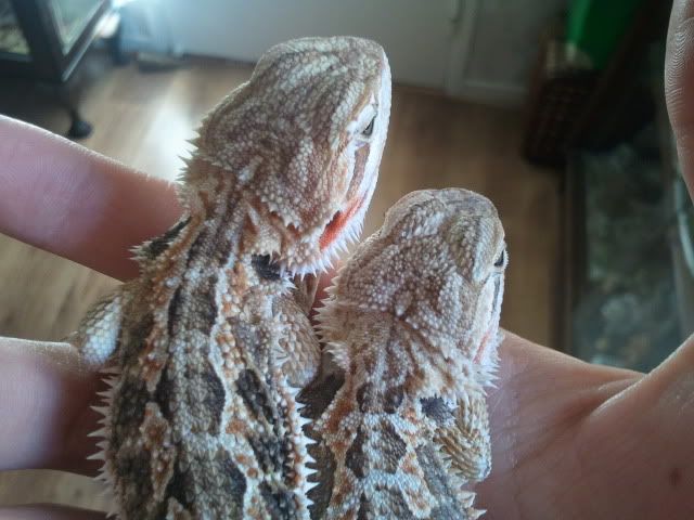 Orangy & Oranger