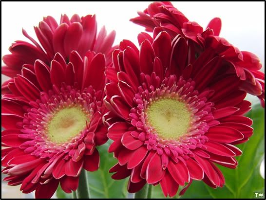 Florist's Daisies