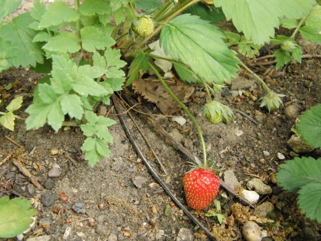 Strawb!