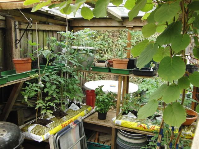 Lots of tomatoes & peppers