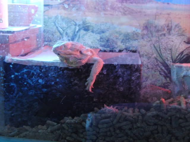 Dirty tank from her restlessness