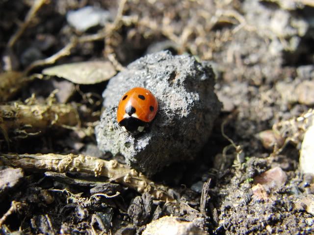 Dot