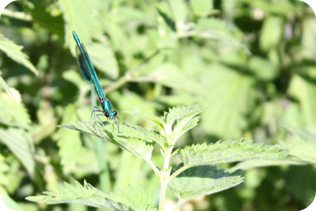Pretty Blue Dragonfly