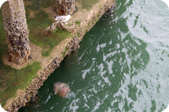 Giant Jellyfish