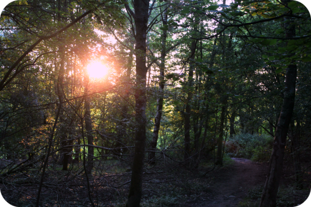 Sunset in the Wenlock woods