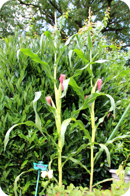 'Baby' Corn