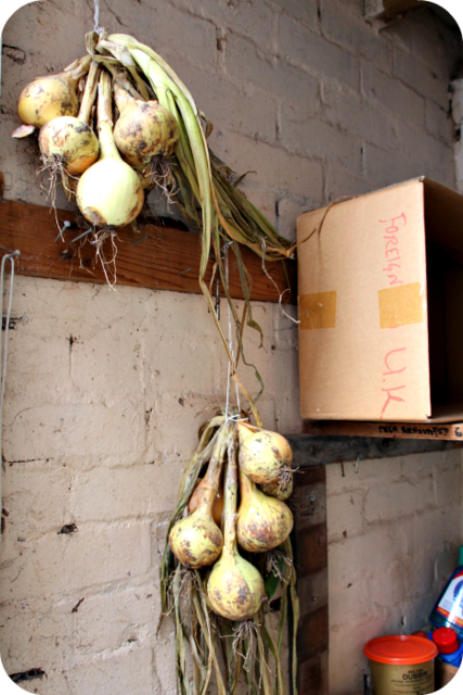 Onions Drying