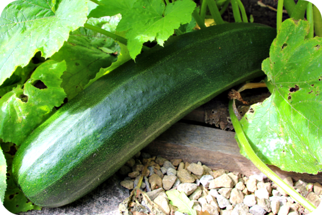 Courgette