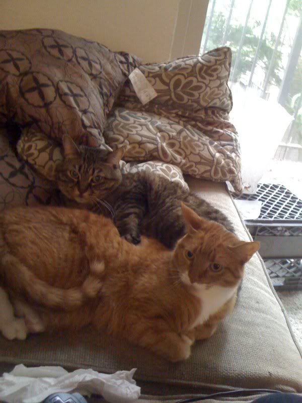 a brown tabby and an orange tabby laying on a couch together, looking offended
