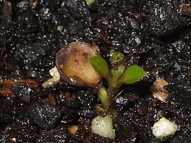 germination of plant. germination, the plant