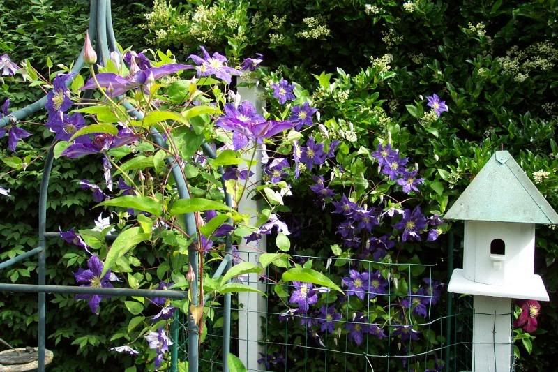 Clematis Harlow Carr