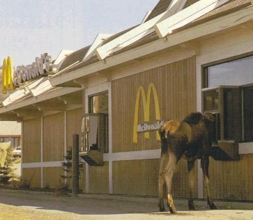 moose-at-Mcdonalds-only-in-Canada.jpg
